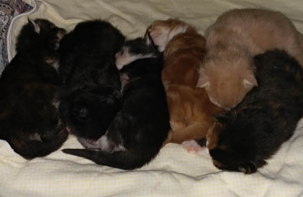 Windwalker kittens twelve days old